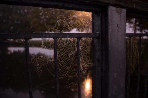 Ragnatele in casa: così puoi dire addio definitivamente