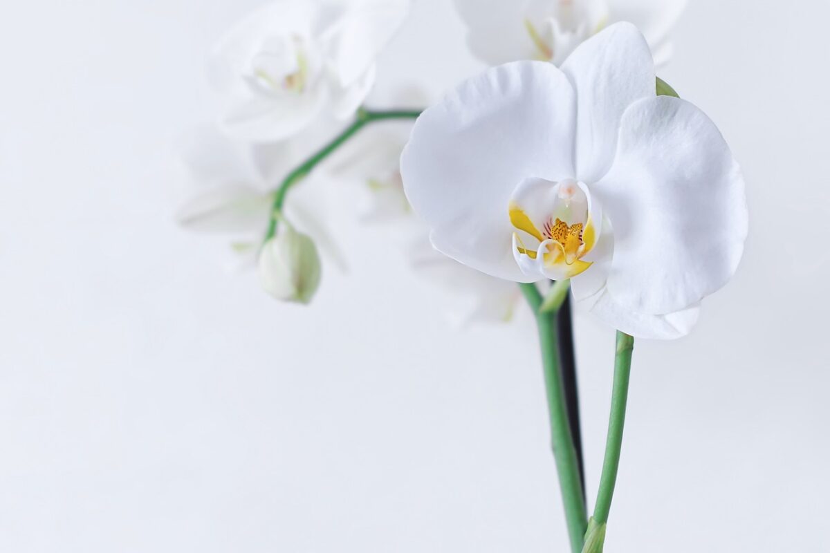Foglie di orchidea: prova questo metodo per renderle meravigliose
