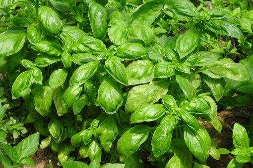 Scopriamo come coltivare il basilico in casa con facilità