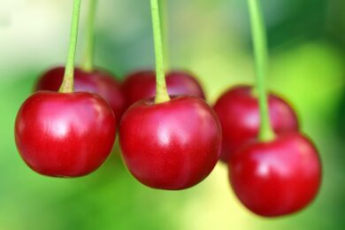 Come coltivare gli alberi da frutto nel tuo giardino