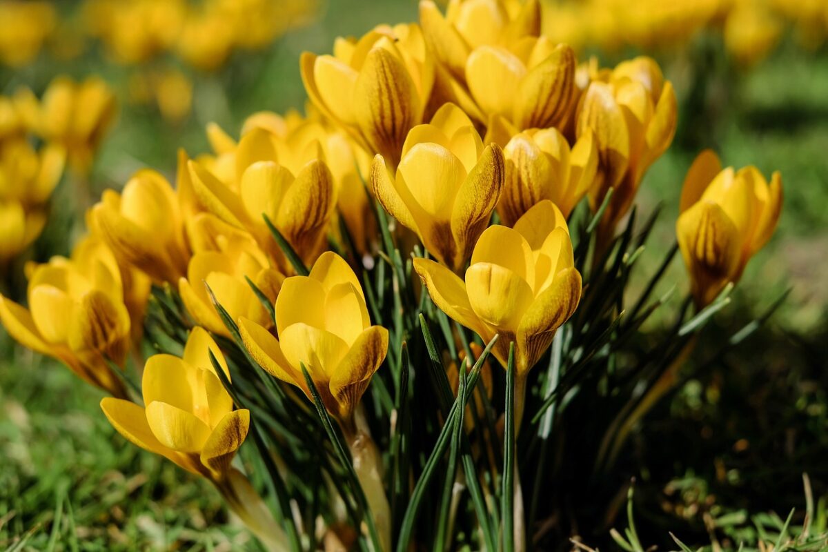Sternbergia Sternbergia