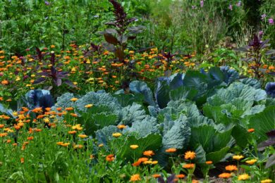 Come coltivare l’orto con verdure ed erbe aromatiche durante l&#8217;autunno
