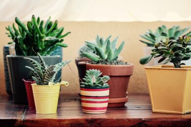 Piante da interno: 5 must have del 2023