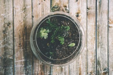 Crea un terrario in tre passaggi
