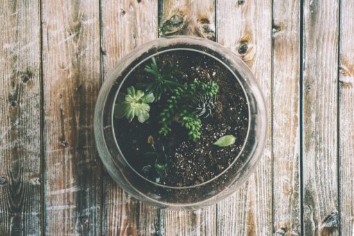Crea un terrario in tre passaggi
