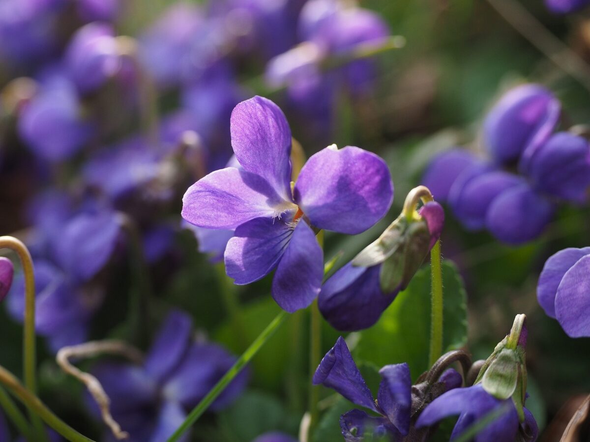 Violette Violette