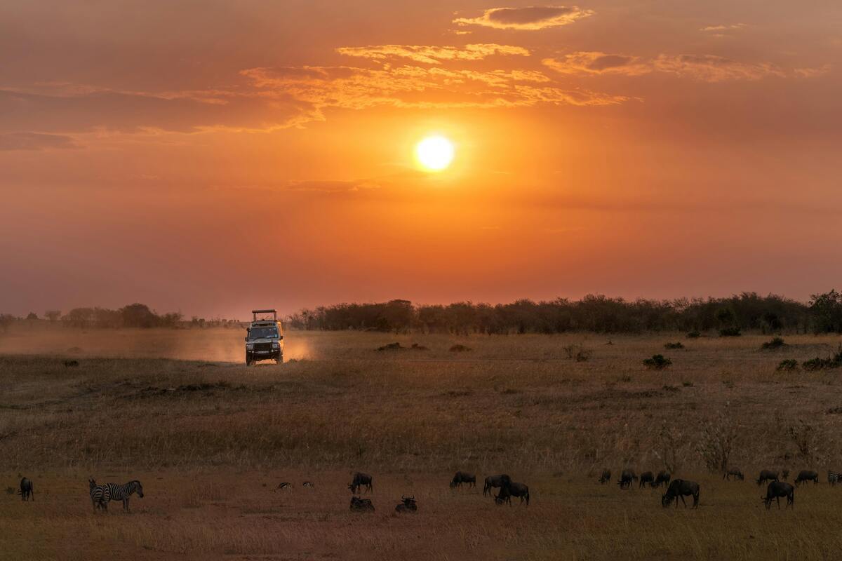 L’India vieta gli smartphone nei safari: disturbano la fauna