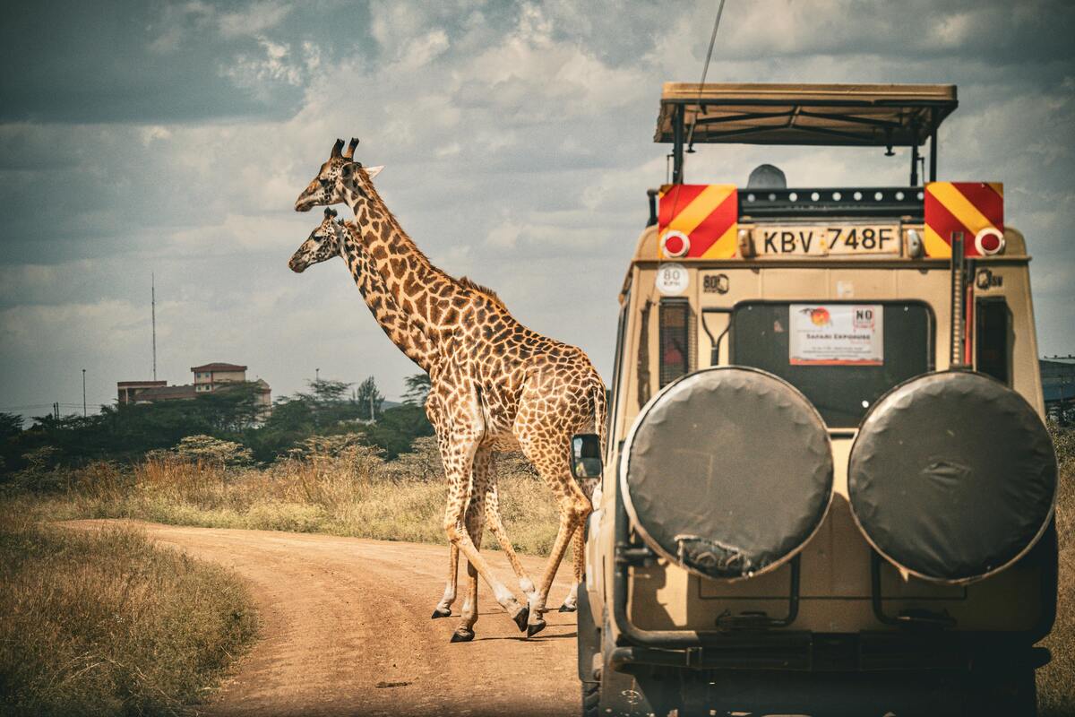 L’India vieta gli smartphone nei safari: disturbano la fauna